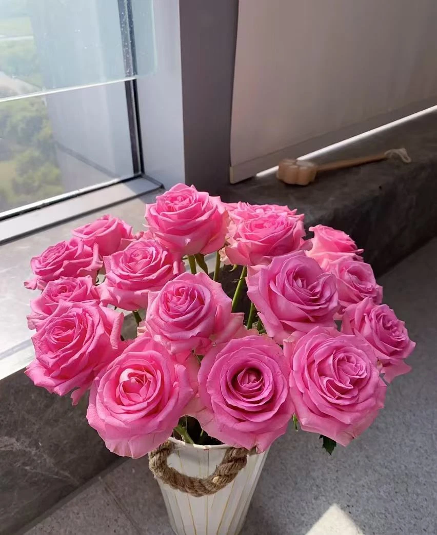 【一单包邮】苏醒单头玫瑰 【两单升级京东或顺丰】云南基地