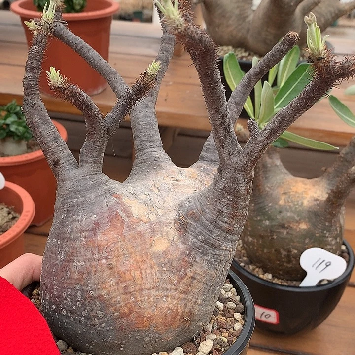 257象牙宫13公分哈哈哈哈哈哈