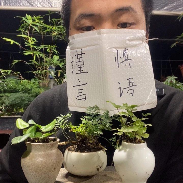 以实际为准盆景绿植盆栽121