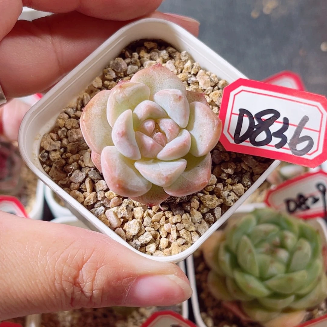 D836 一物一拍 18包邮