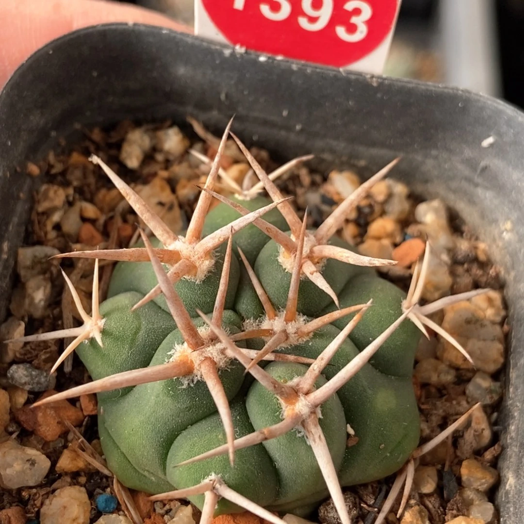 实生粗刺碧岩玉一颗3.8cm