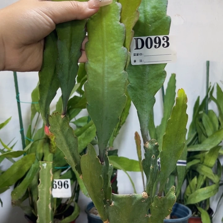 当前无花栽培后可以开花93