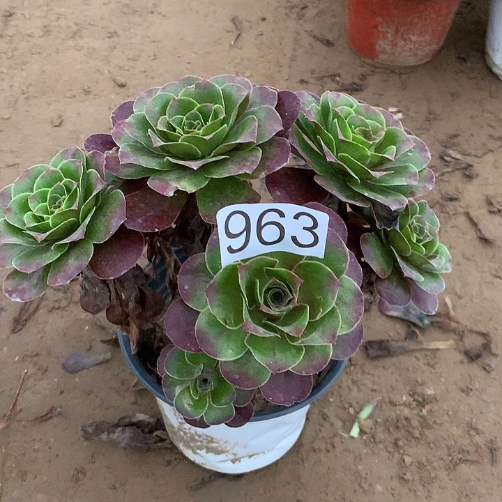 无花朵963魅金玫瑰