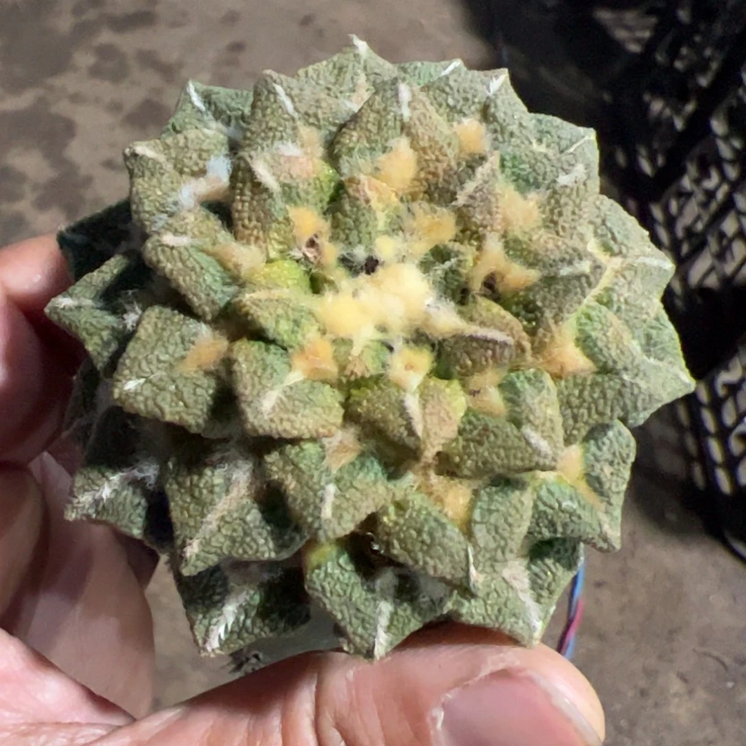 黑牡丹锦仙人球967