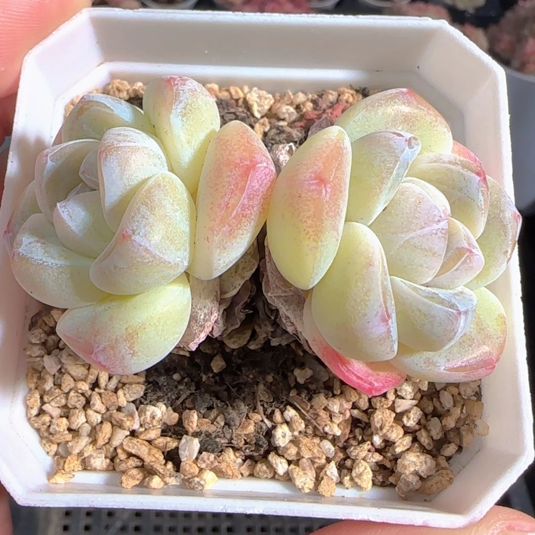 多肉1231-05冰玉双头开播福利