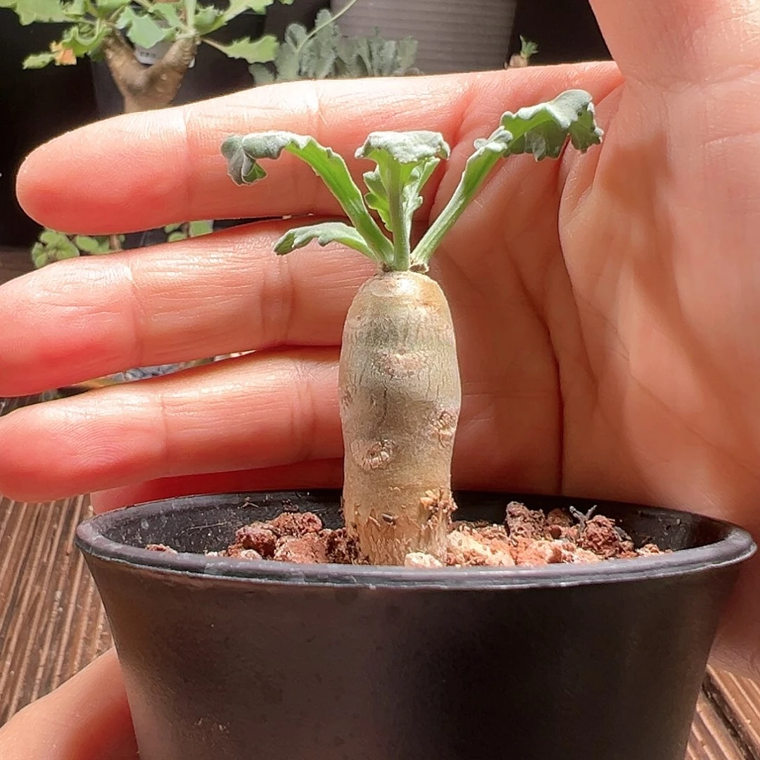 奇连克洋葵带盆寄养