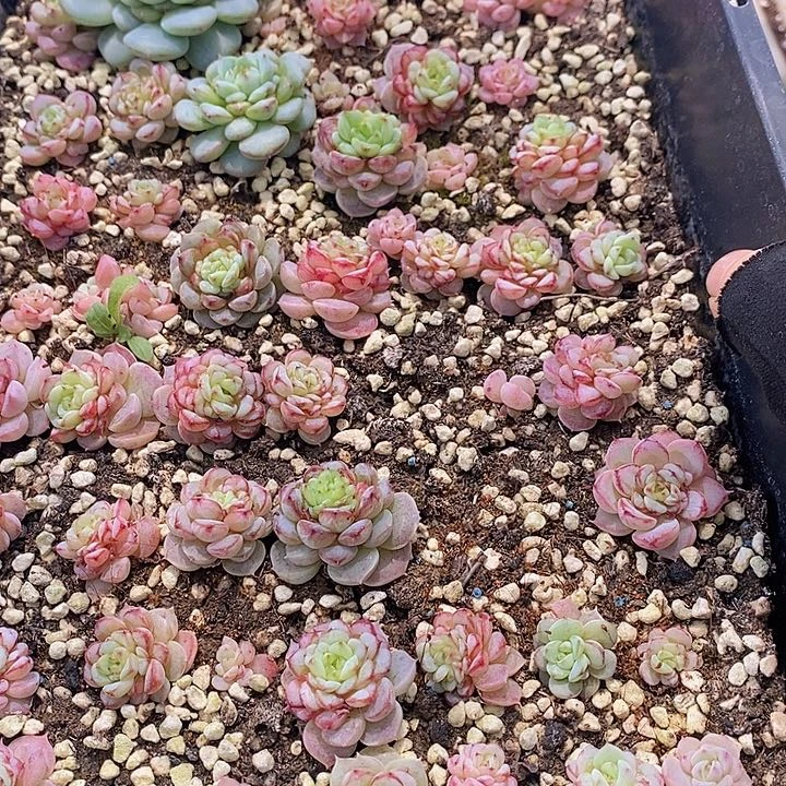 6 多肉植物盆栽花卉植物