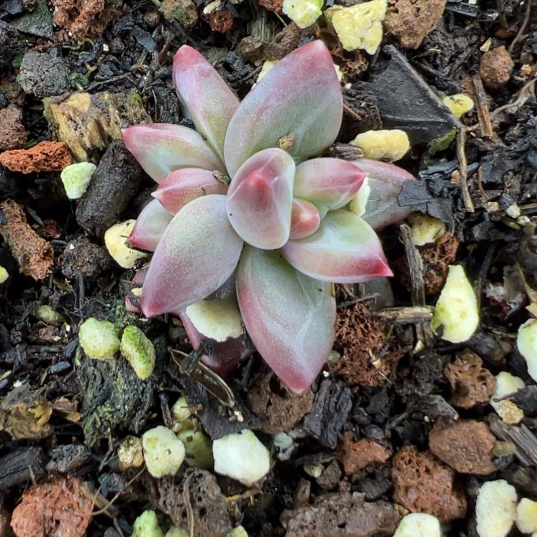 桂***花2222222222222222