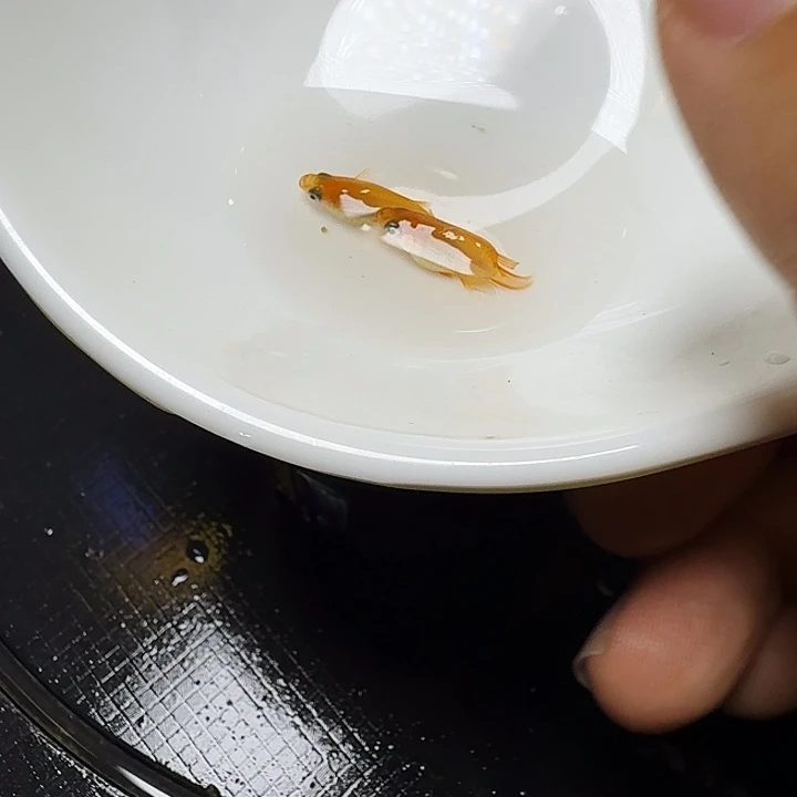 海水鱼77号拍品红球
