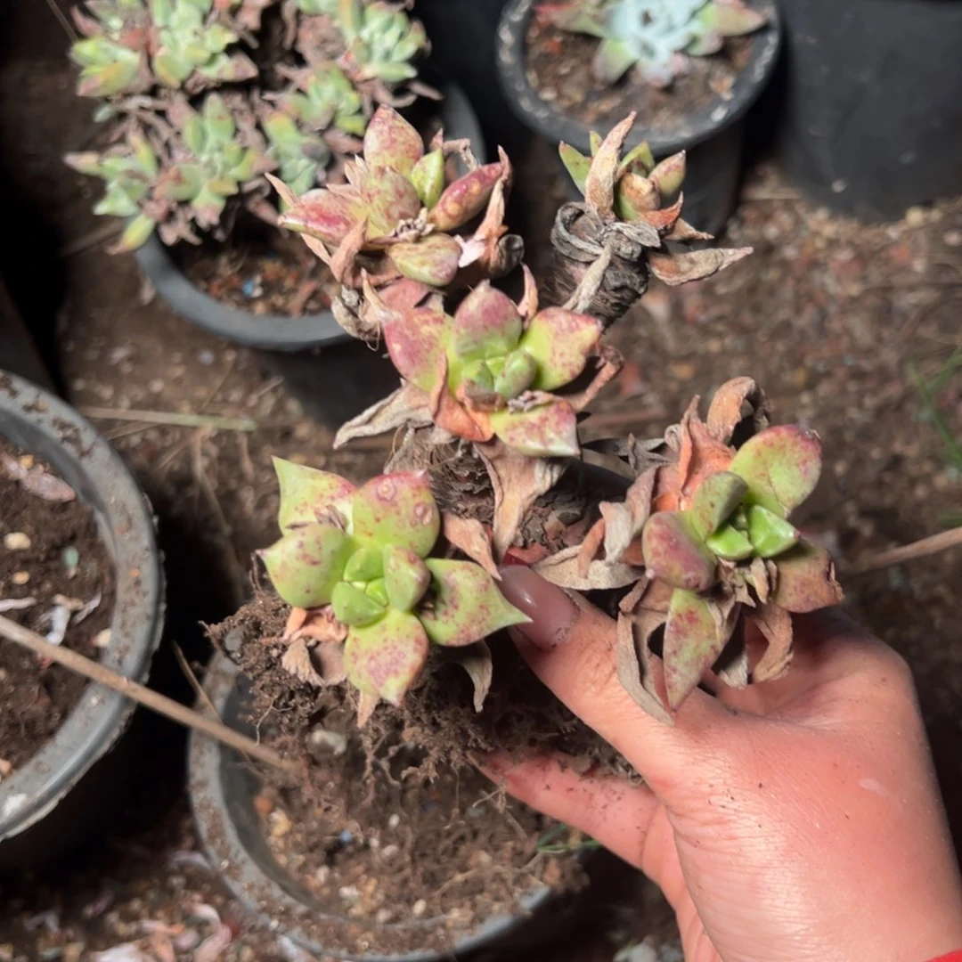 1244哈哈哈哈哈哈哈哈