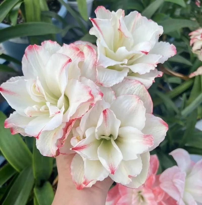星系 重瓣朱顶红种球基地自然球室内外种植发货