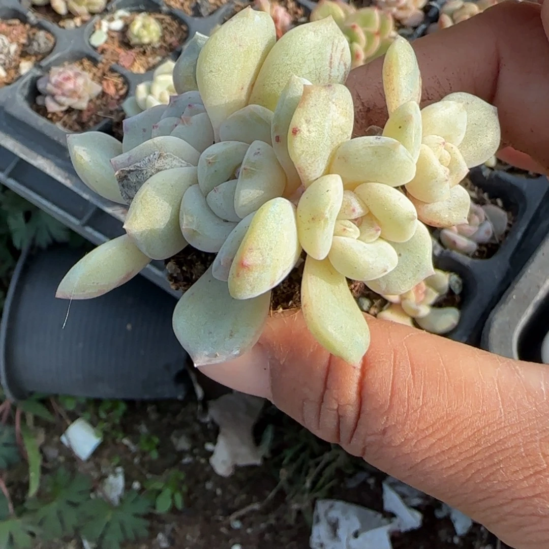 小卡拉米糖心一物一拍