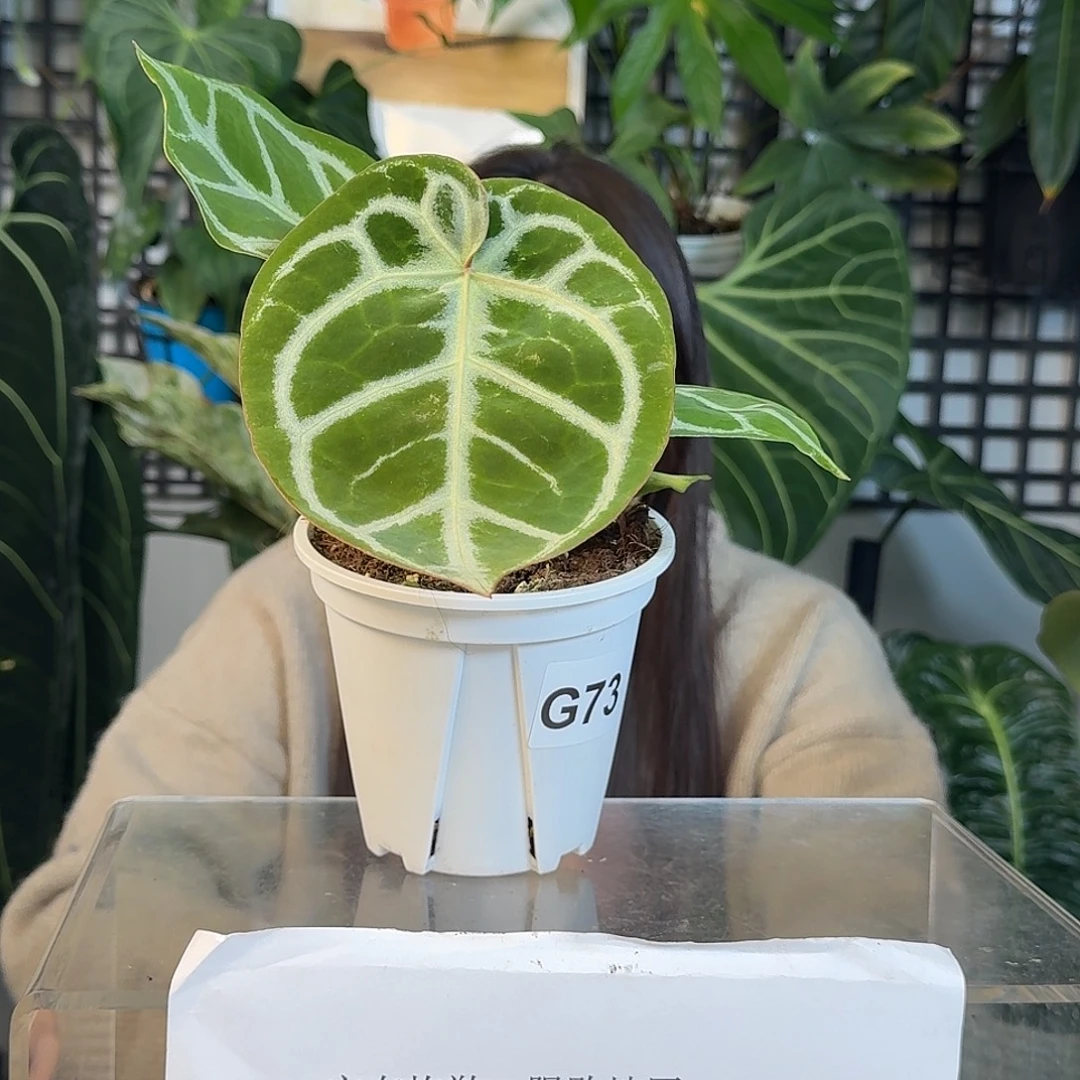 完全开放G73  粉撕裂纹杂铜锣烧