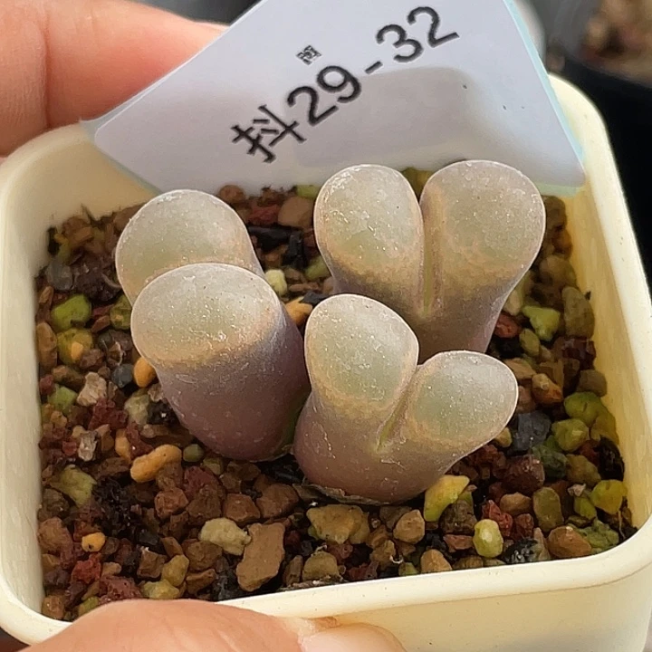 雨***曦29-32肉锥多肉植物