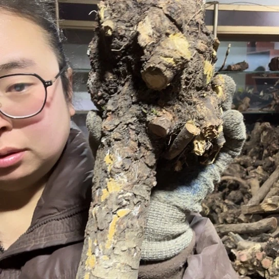 香榧木用****7火琉璃的故事毛料摆件