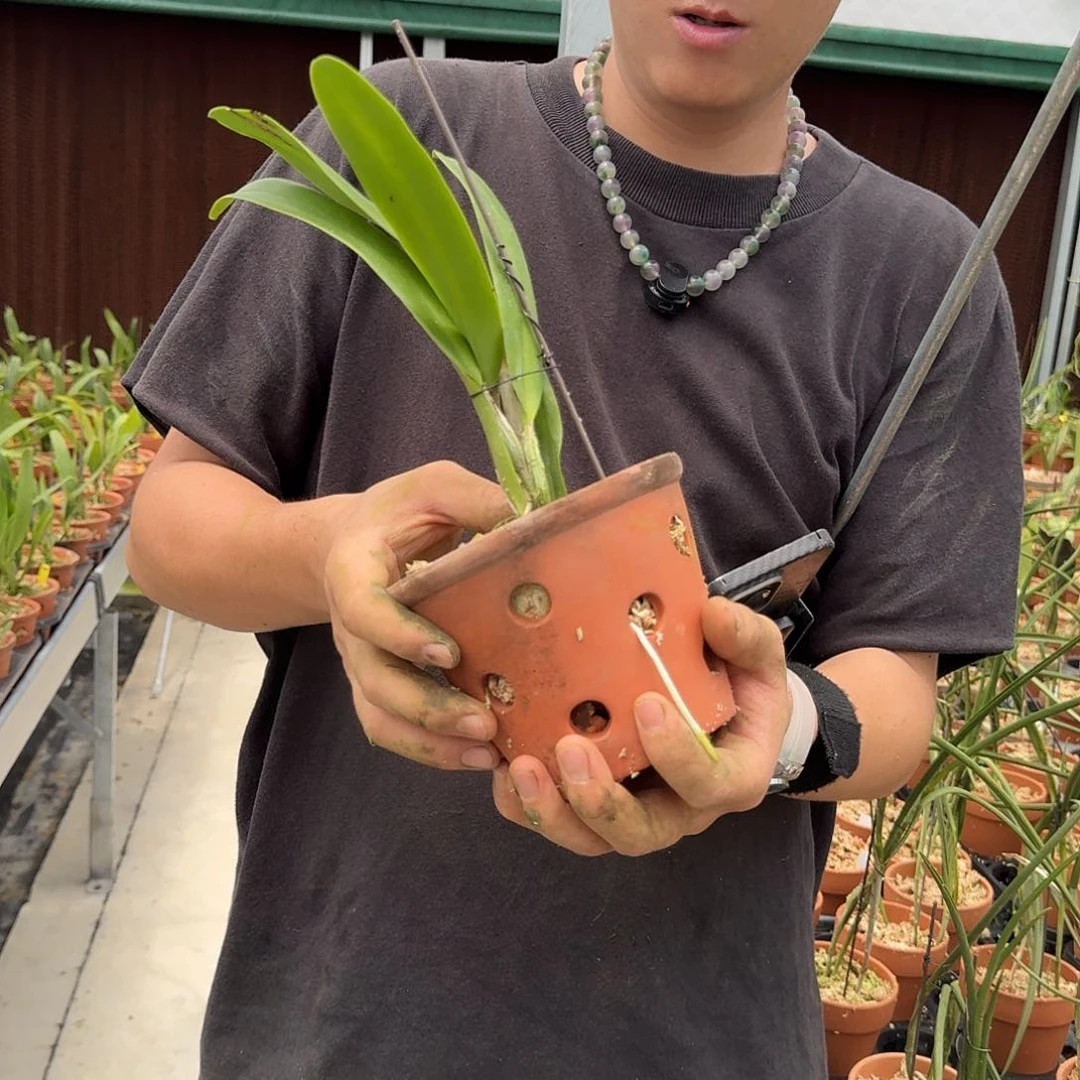 当前无花栽培后可以开花巧克力 叶瑕疵不售后