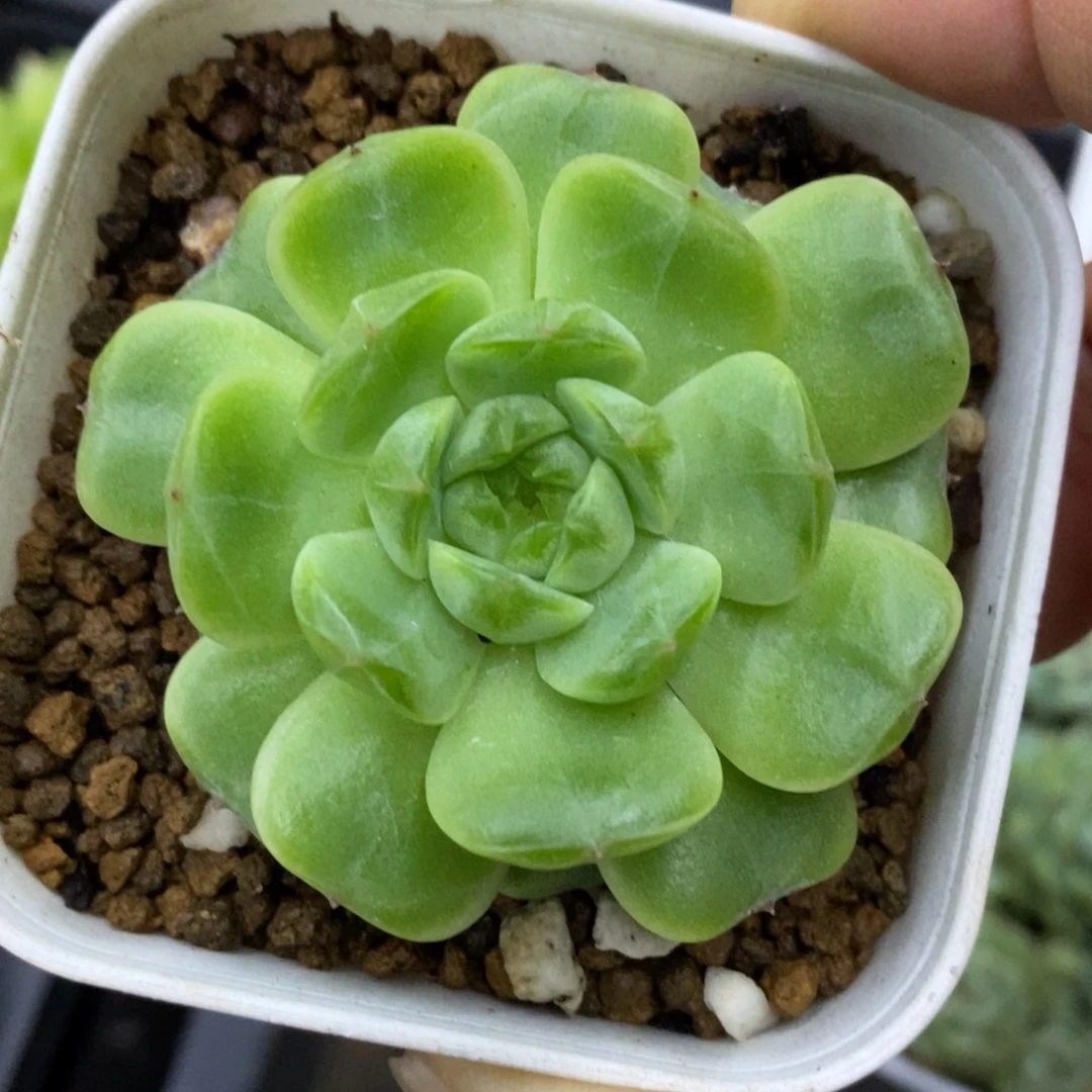 精品多肉一物一拍不包整122