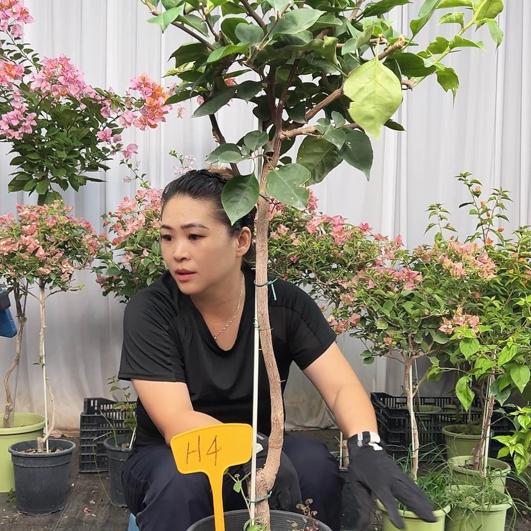 山***川当前无花栽培后可以开花H4凤凰