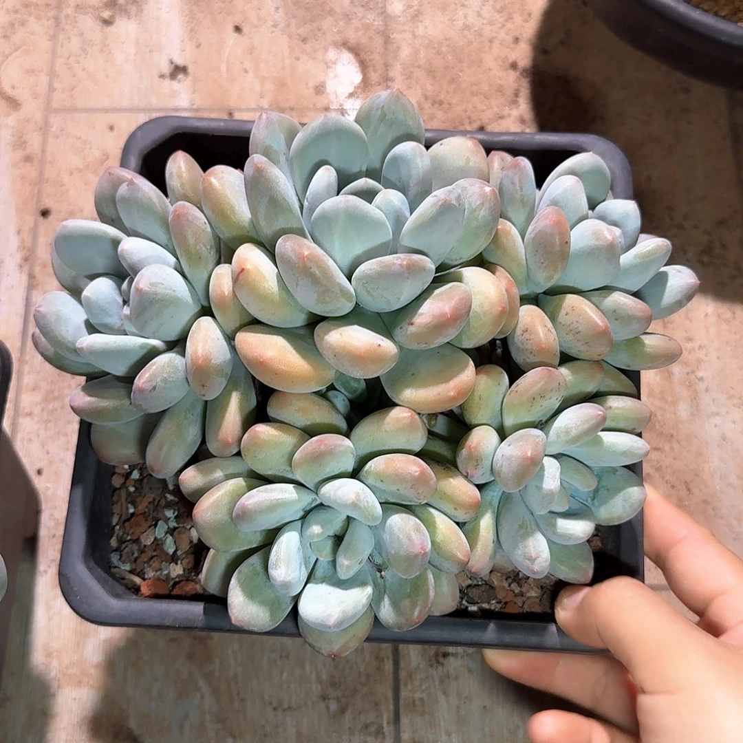 香水精控整无砍老桩18公分