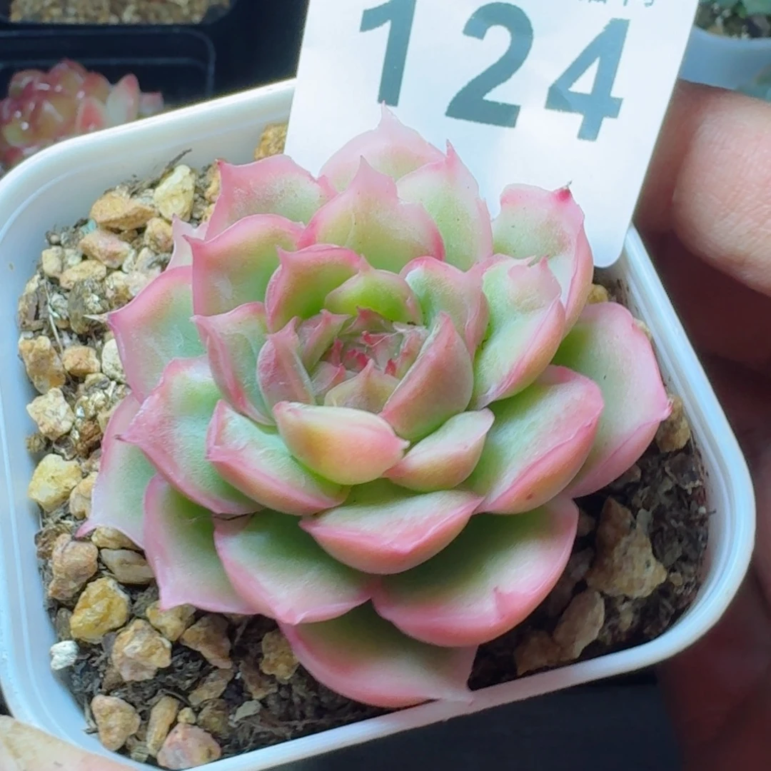 水晶虾饺      愿你一路坦途，乘风破浪展宏图