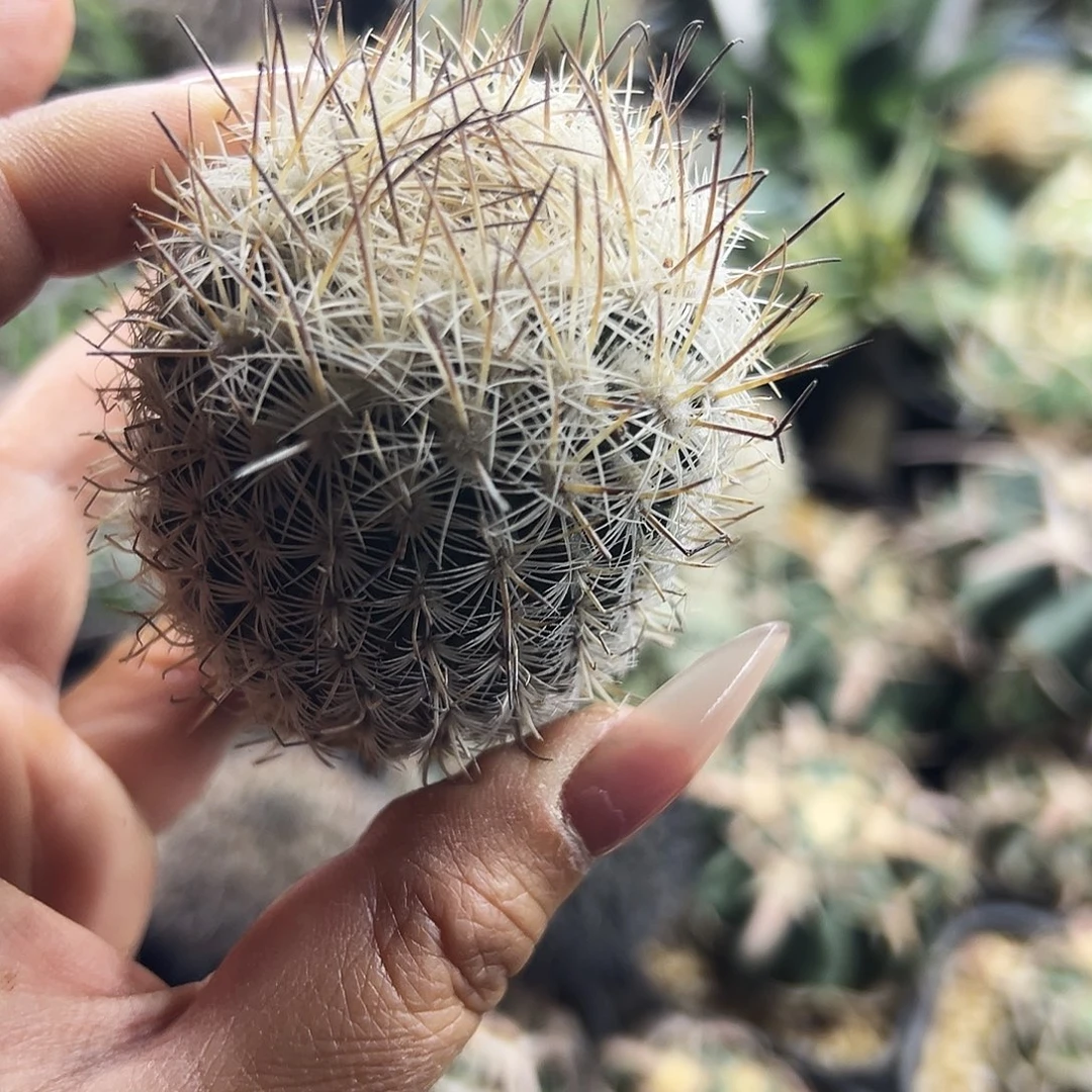 藤绒丸有根仙人球666666