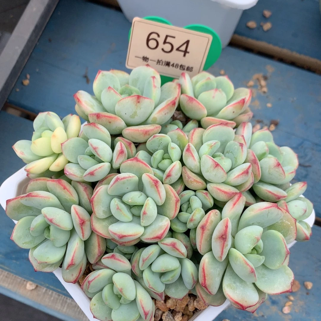 香草锦无砍老桩平头654