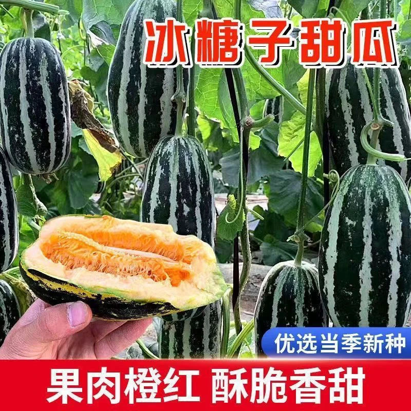冰糖子甜掉牙甜瓜种子一年四季种植高产香瓜种子庭院蔬菜种子大全