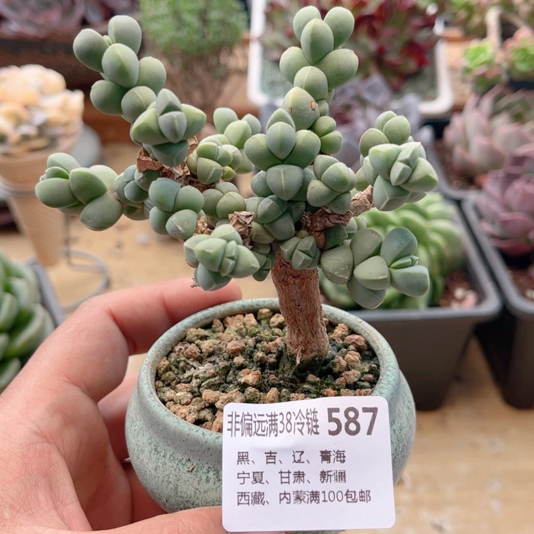 587鹿角海棠德华多肉