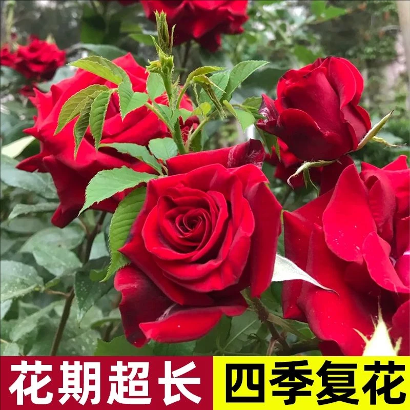 【红丝绒】1加仑盆红色大花四季开放盆栽地栽阳台庭院