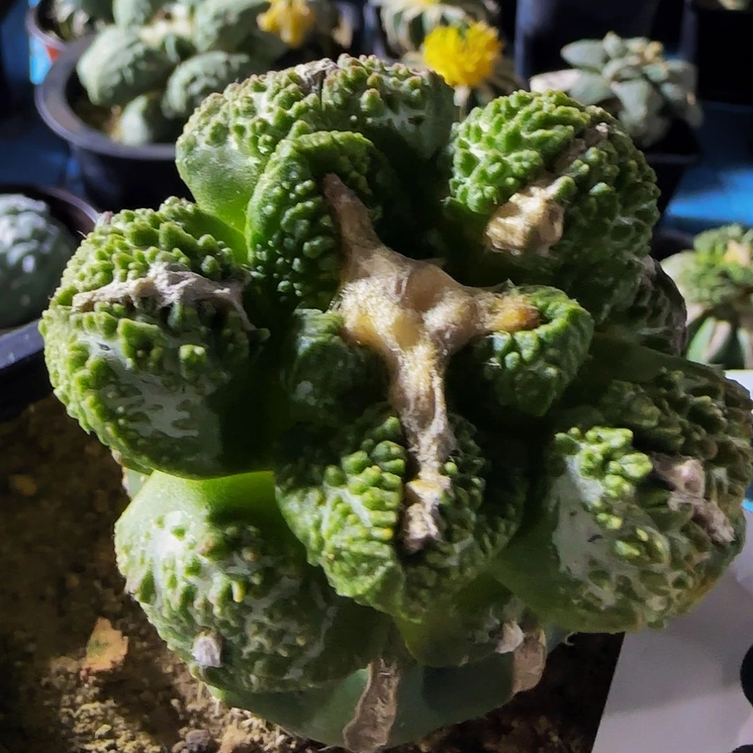 追***肉牡丹锦350福利的