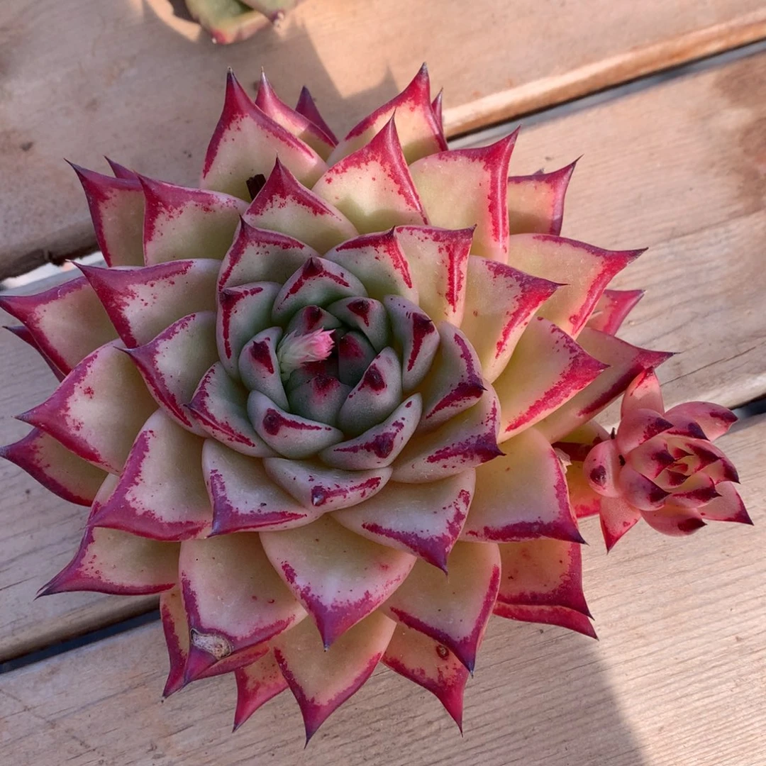 东云一物一拍…………