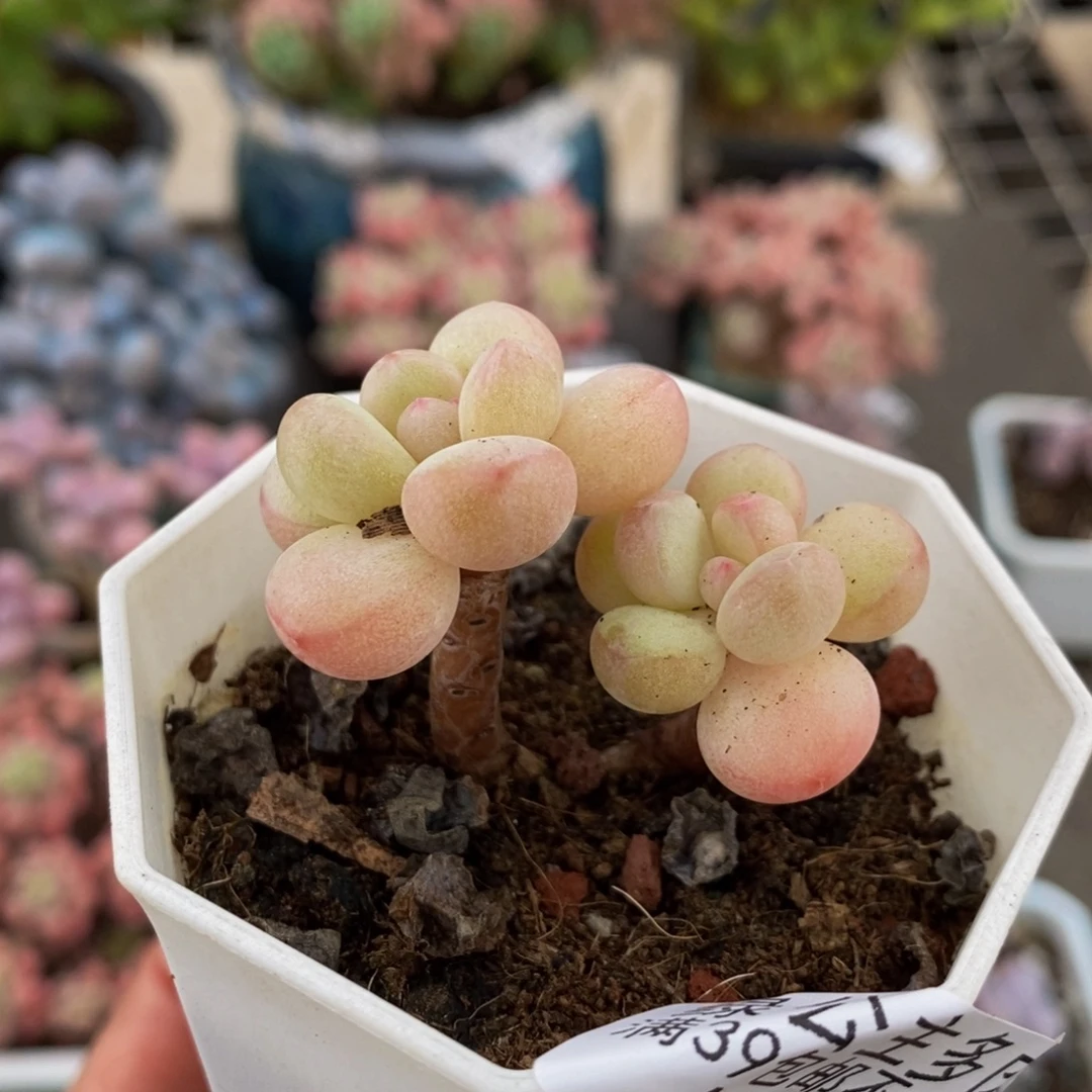 2389萤火虫5cm多肉