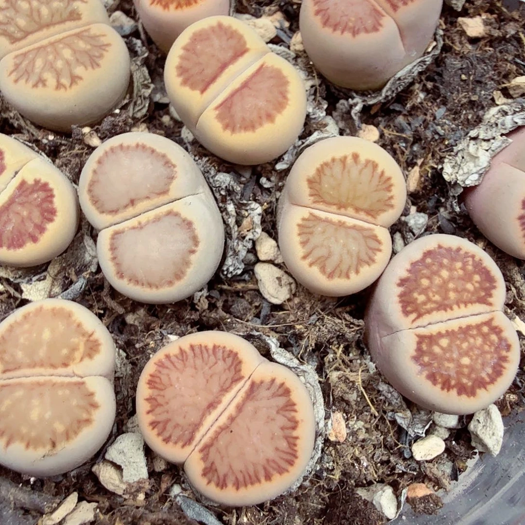 是一个不想被束缚到183这个