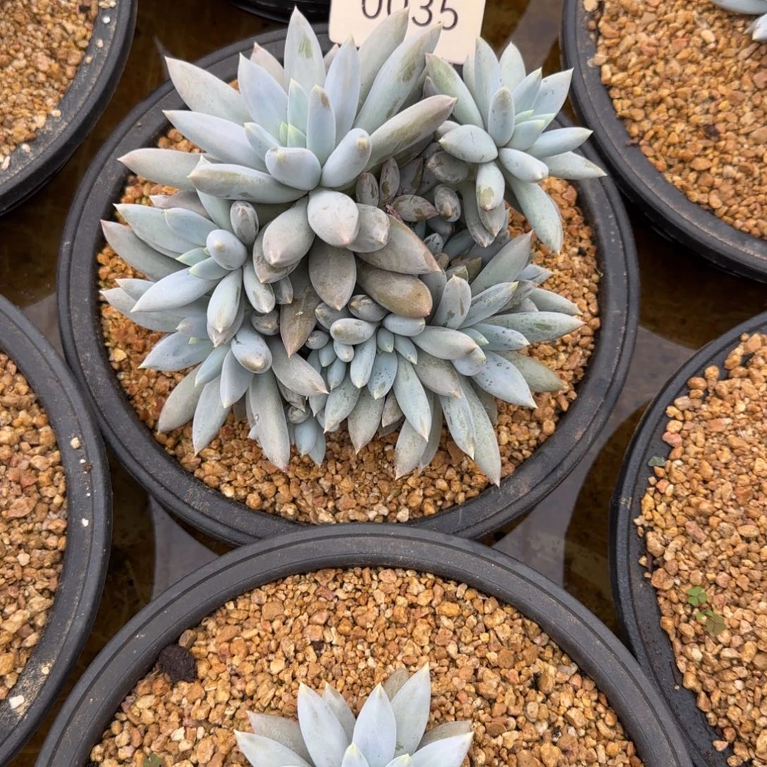 M***n哥特     0035号