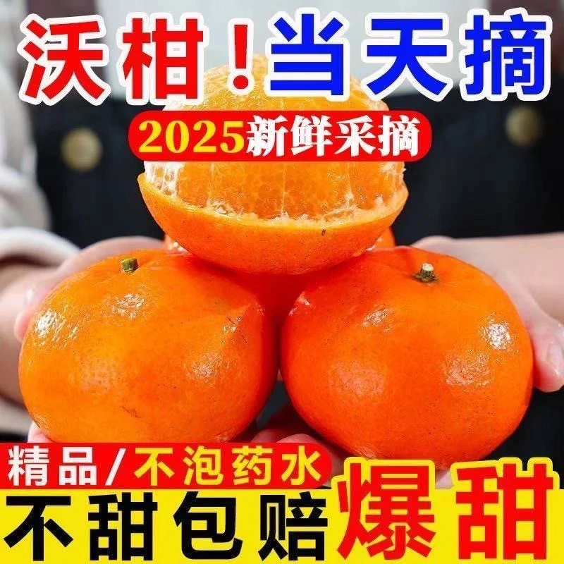 33广西武鸣沃柑新鲜水果皮薄多汁香甜柑橘当季采摘