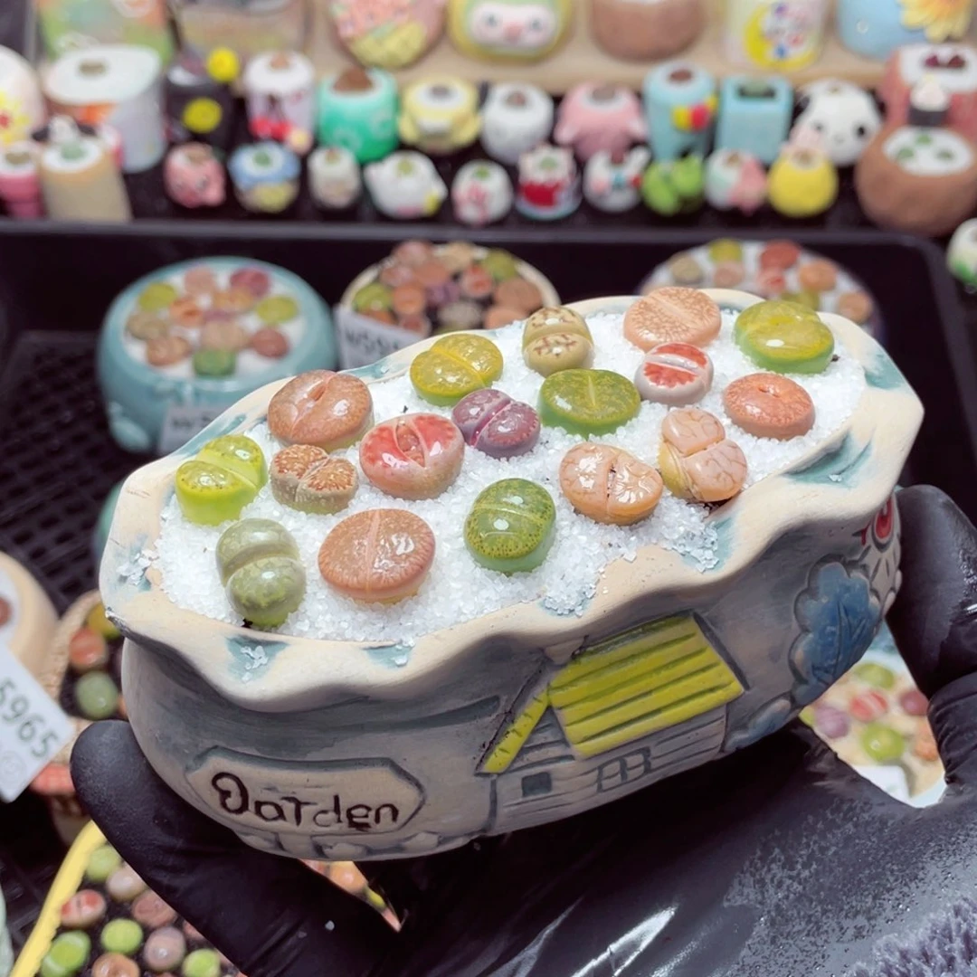 w5968--带盆土发货，零下地区拍保温箱