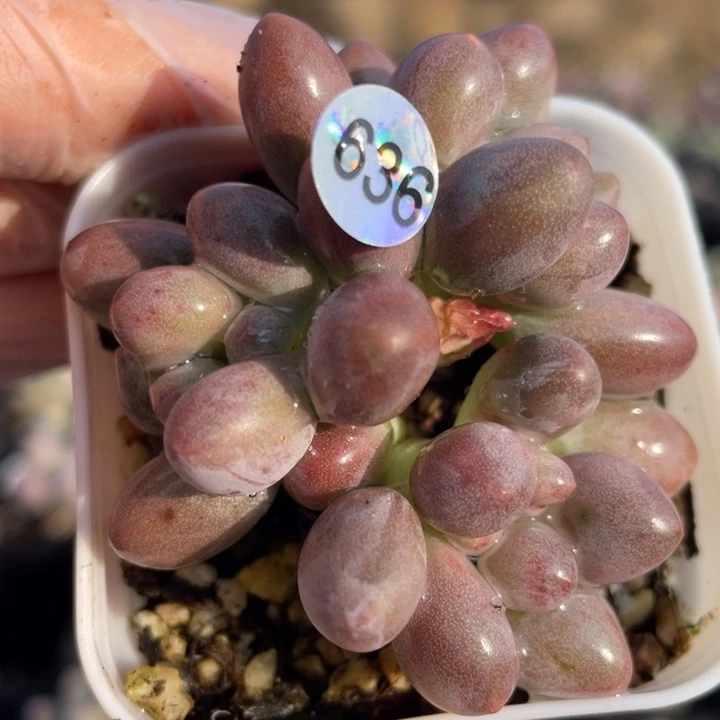仙子奶酪多肉植物