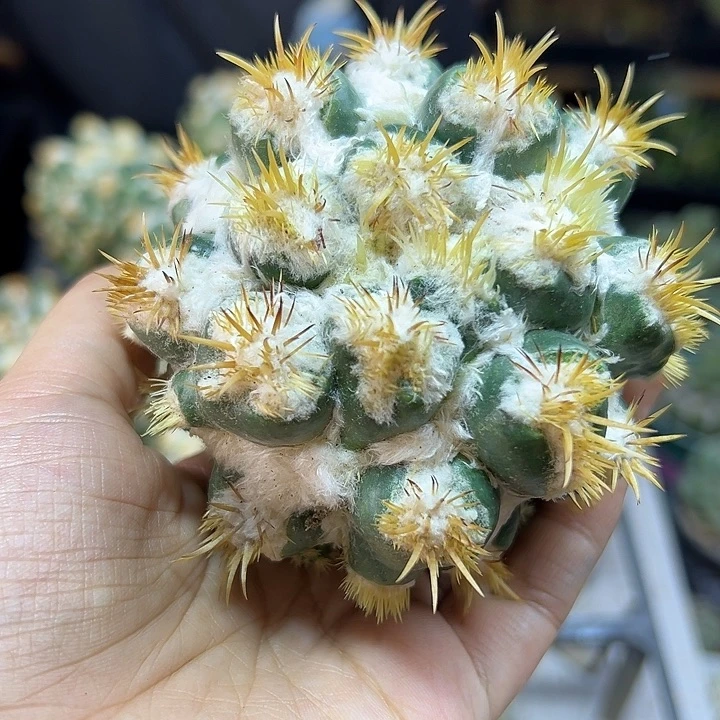 刺缀象牙无根7公分底朝上晒太阳