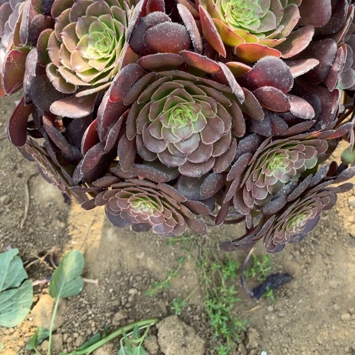 一***姨无花朵871多肉植物黑萝莉