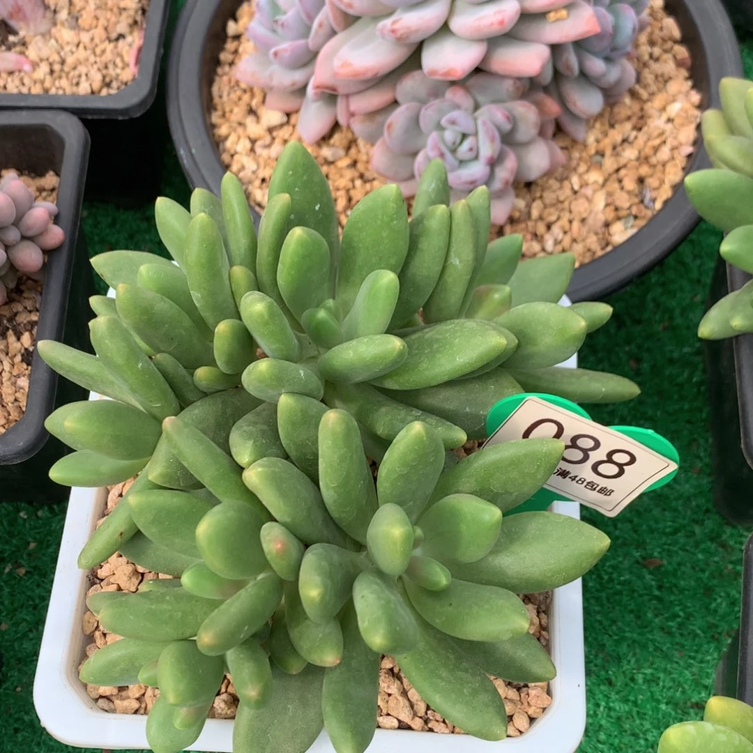 芒果奶无砍平头088