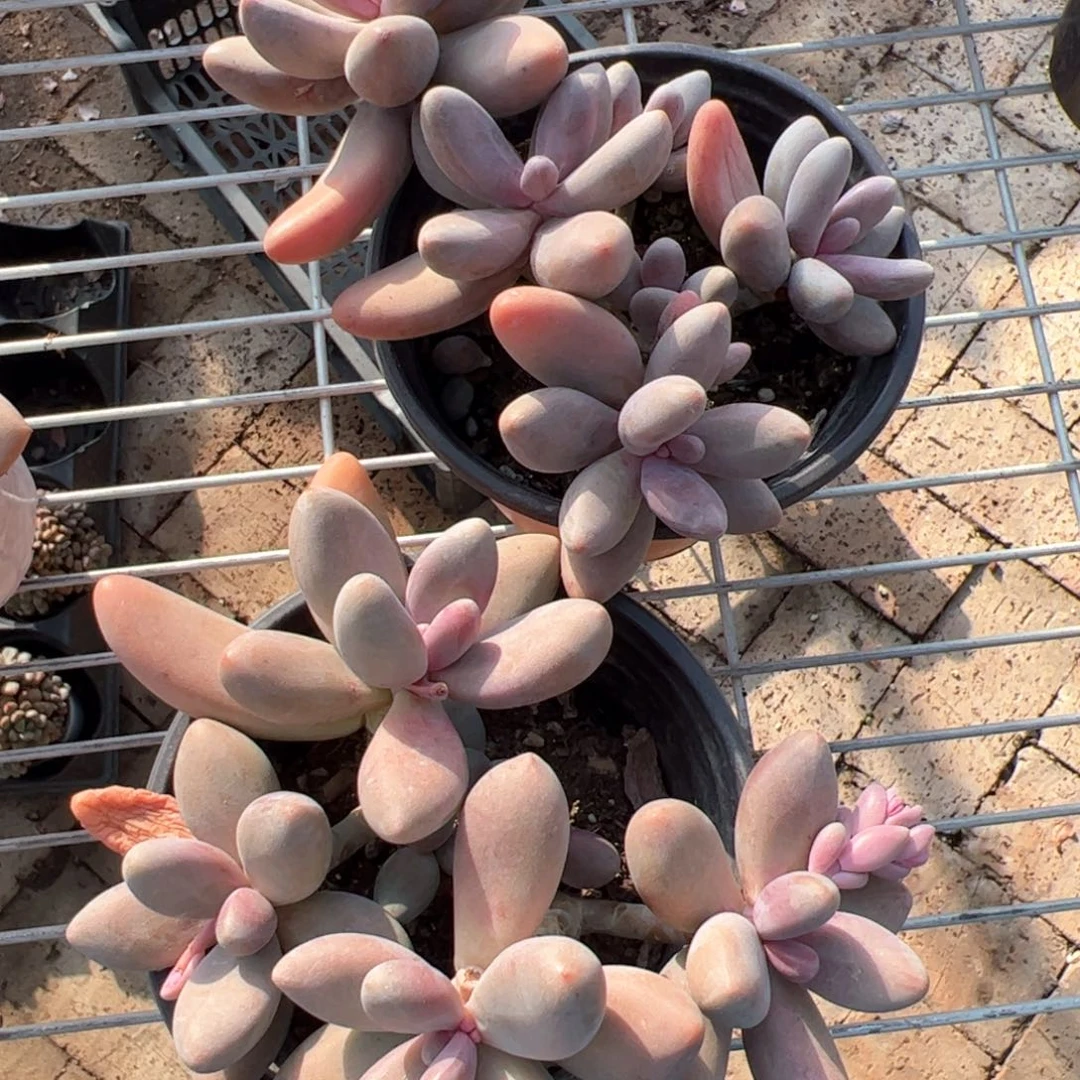 新疆包邮 红手指