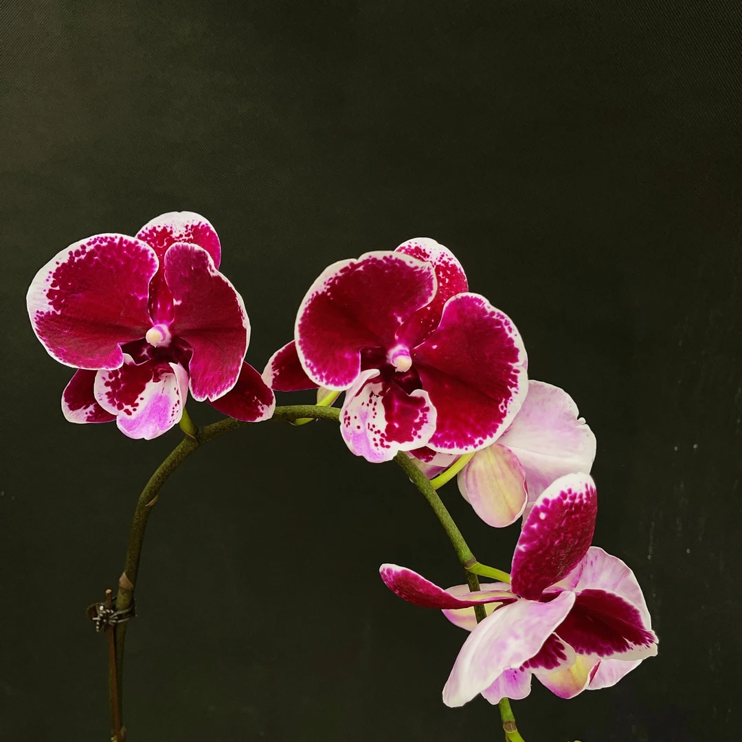 森境【圆舞曲】蝴蝶兰