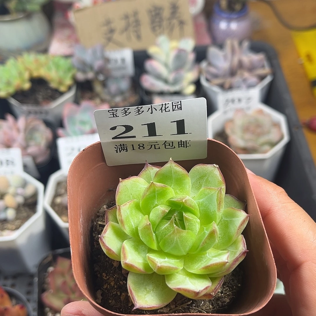 女王到手一颗一物一拍满18包邮满26送一颗精品肉肉