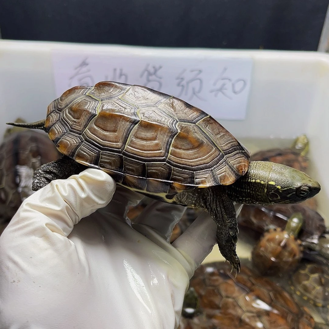 不分公母中华草龟