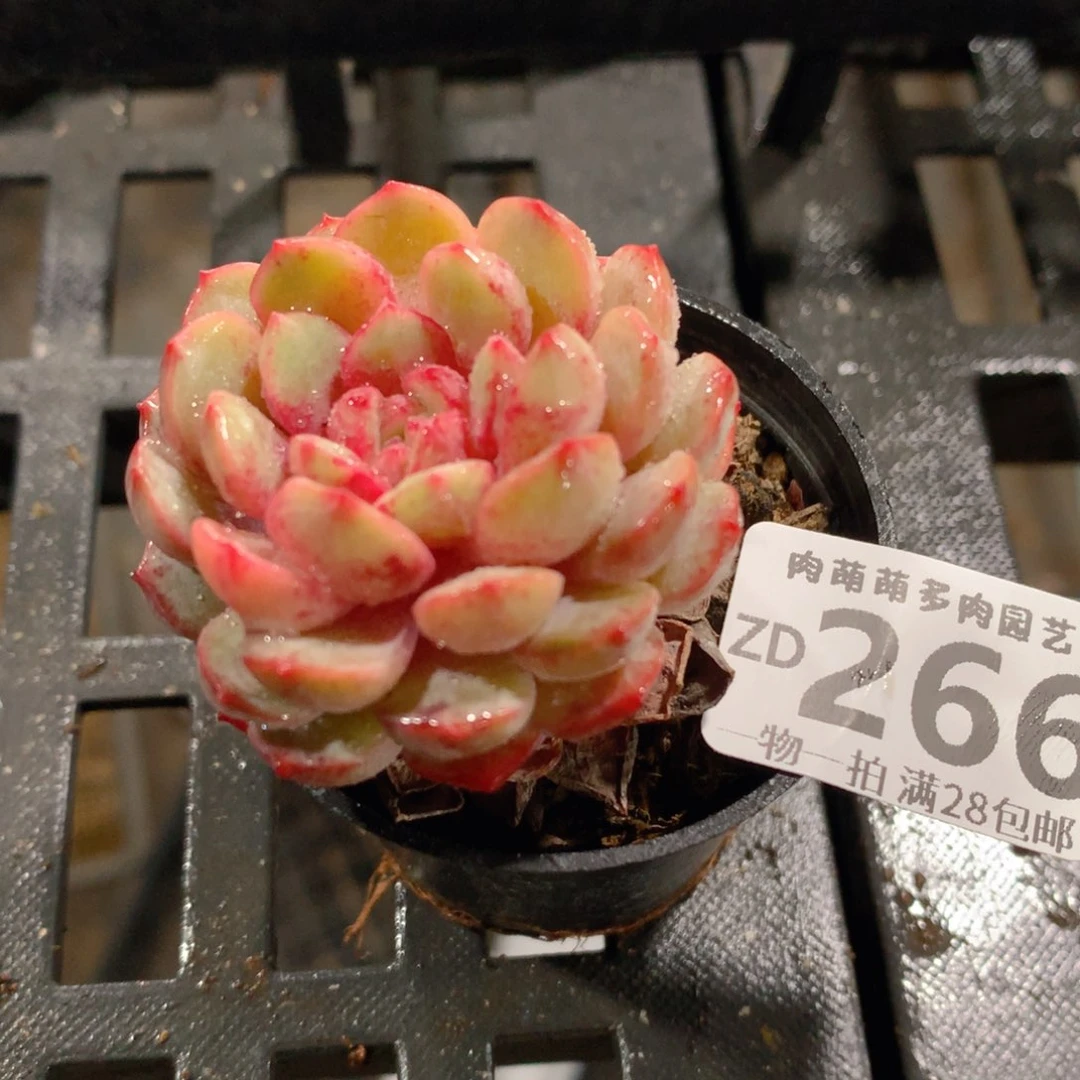 肉萌萌拇指盆精控多肉ZD266