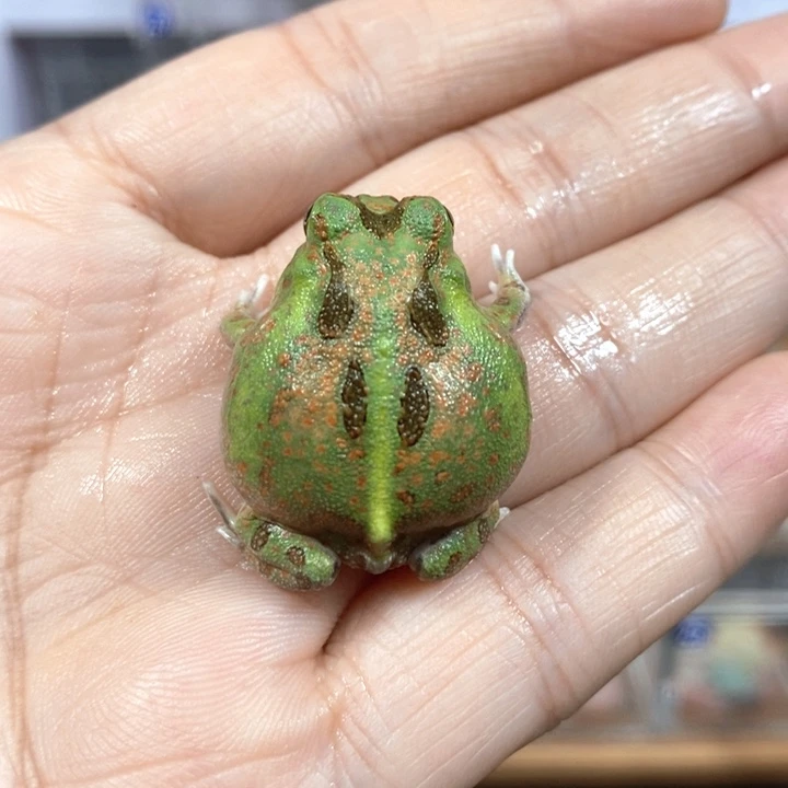 原***木角蛙221号波子角蛙