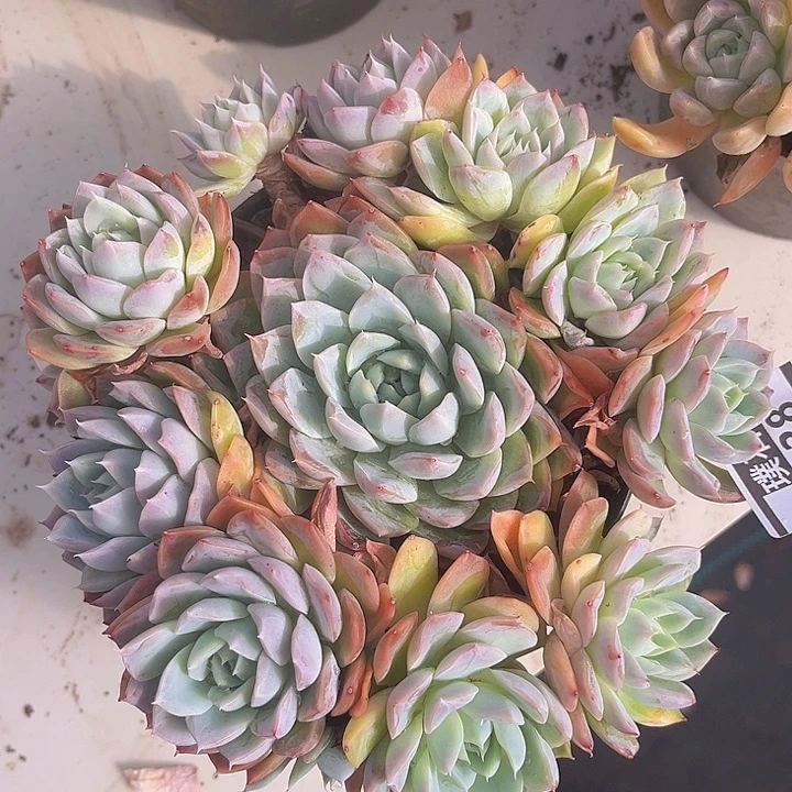 艾莎公主杂1838多肉植物