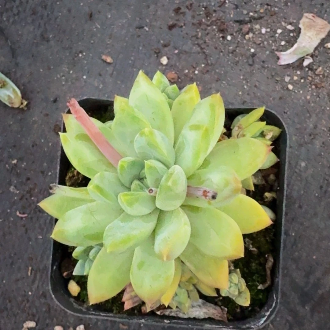 美人系列产品植物颗