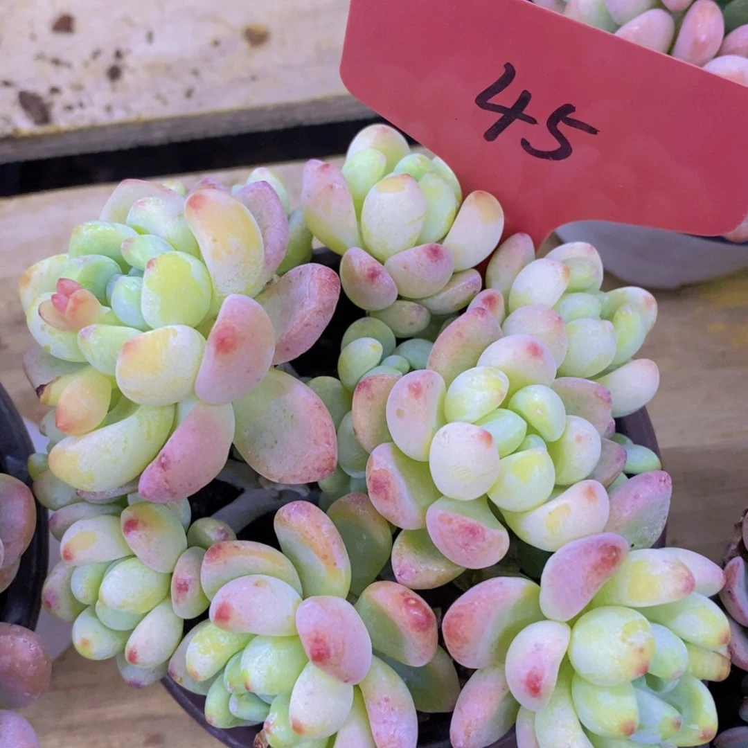 开心多肉，一物一拍，首播专场，一单包邮