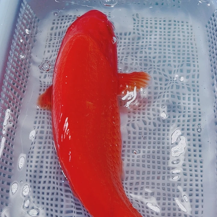 海水鱼锦鲤观赏鱼